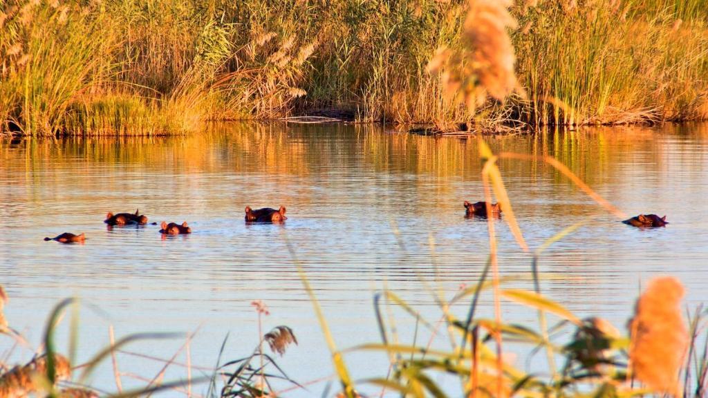 Nkasa Lupala Tented Lodge Sangwali Eksteriør billede