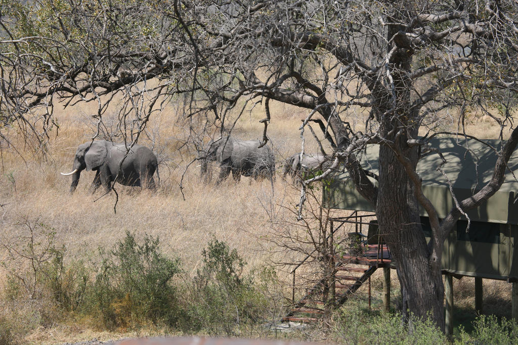 Nkasa Lupala Tented Lodge Sangwali Eksteriør billede